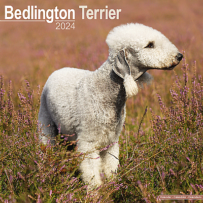 Bedlington Terrier Calendar 2024 (Square)